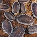 Porcellio werneri