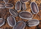 Porcellio werneri