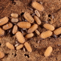 muricatum family