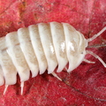 Armadillidium maculatum "White"