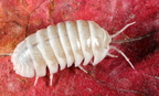 Armadillidium maculatum "White"