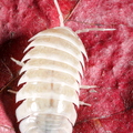 Armadillidium maculatum "White"