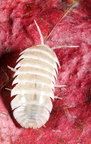 Armadillidium maculatum "White"