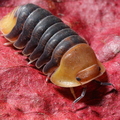 Cubaris sp "Rubber Ducky"