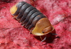 Cubaris sp "Rubber Ducky"