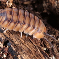 Cubaris sp "Yellow Tiger"