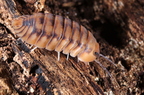 Cubaris sp "Yellow Tiger"