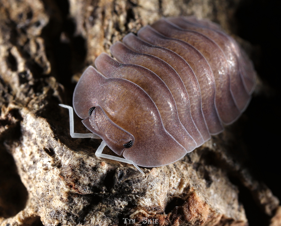 Isopods