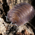 Cubaris sp "Soil"