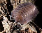 Cubaris sp "Soil"