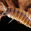 Porcellio ornatus "Chocolate Dream"