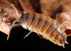 Porcellio ornatus "Chocolate Dream"