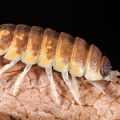 Porcellio ornatus "Chocolate Dream"