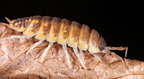 Porcellio ornatus "Chocolate Dream"