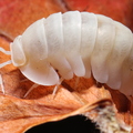 Cubaris sp "Red Side" Superwhite