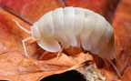 Cubaris sp "Red Side" Superwhite