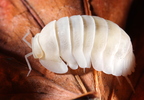 Cubaris sp "Red Side" Superwhite