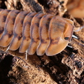 Cubaris sp "Yellow Tiger"