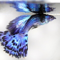 Ivory Mosaic Guppy