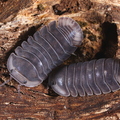 Cubaris sp "Angry Monk"