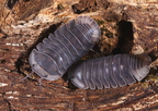 Cubaris sp "Angry Monk"