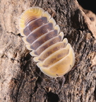 Cubaris sp "Jupiter"