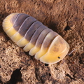 Cubaris sp "Lemon Blue"