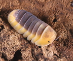 Cubaris sp "Lemon Blue"