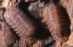 Cubaris sp "Orange Tiger"