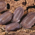 Cubaris sp "Soil"