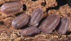Cubaris sp "Soil"