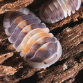Cubaris sp "Capuccino"