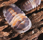 Cubaris sp "Capuccino"