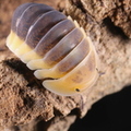 Cubaris sp "Lemon Blue"