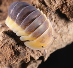 Cubaris sp "Lemon Blue"
