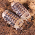 Cubaris sp "Wnite Ducky"
