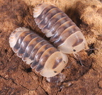 Cubaris sp "Wnite Ducky"