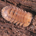 Cubaris sp "Yellow Tiger"
