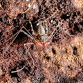 Phrynus barbadensis