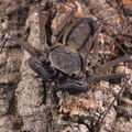 Phrynus cubensis