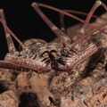 Phrynus longipes