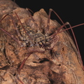 Phrynus longipes