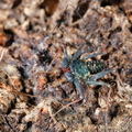 Phrynus marginemaculatus