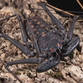 Phrynus whitei