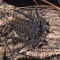 Phrynus whitei
