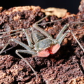 paraphrynus aztecus 1