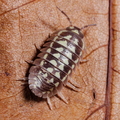 a gestroi white 1