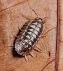 a gestroi white 1