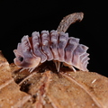 Armadillo tuberculatus 