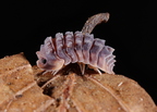Armadillo tuberculatus 
